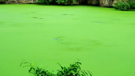 Camuflaje-De-Cocodrilo-Salvaje-En-El-Lago-Verde