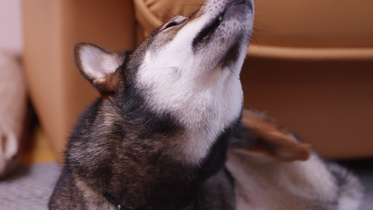 Close up of a black sesame Shiba Inu scratching its neck indoors Warm home light soft fur texture relaxed pet behavior candid domestic moment and cozy interior atmosphere