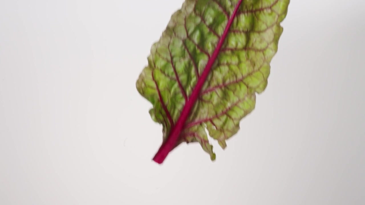 Friske grønne mangoldblade regner ned på en hvid baggrund i slowmotion, nærbillede makro.