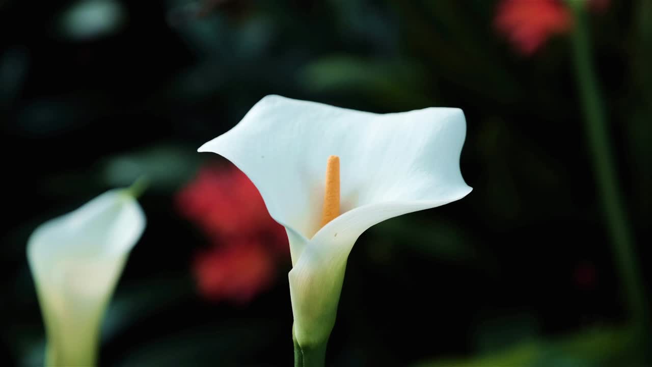 hermosa flor de lirio de calla blanca