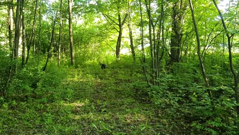 wild turkey walking through a wooded area near the top of a hill