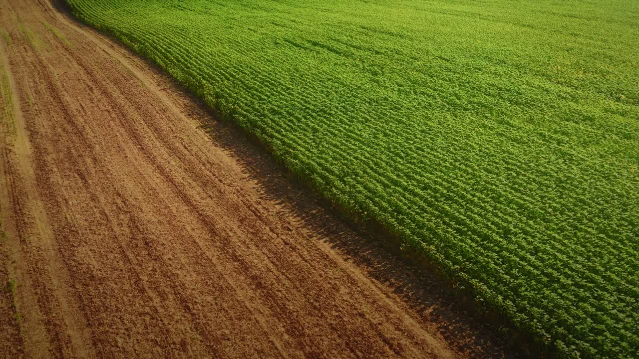 una antena del amplio campo de plantación verde durante un día soleado