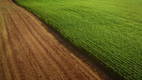 Vista-Aérea-Del-Amplio-Campo-De-Plantación-Verde-Durante-Un-Día-Soleado.