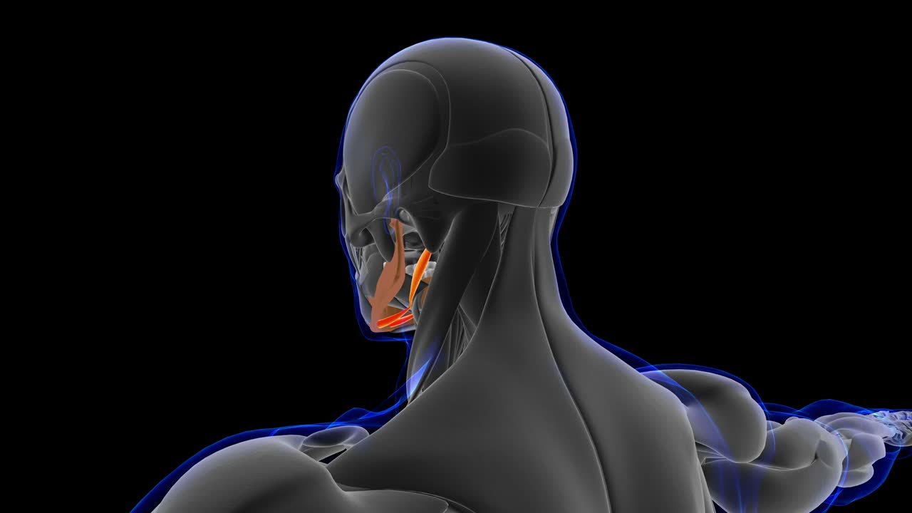 anatomía del músculo digástrico para el concepto médico bucle capaz ilustración 3d