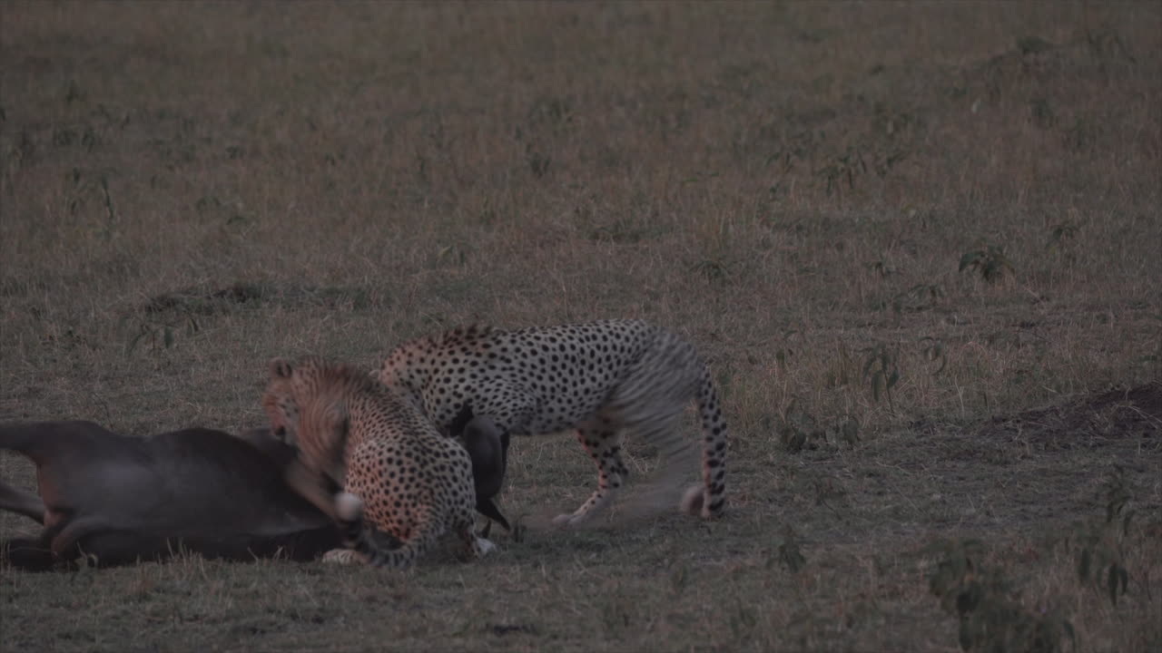 guepardo matando ñus al atardecer en masai mara, kenia, áfrica