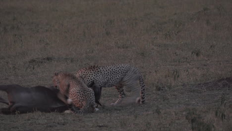 Gepard-Tötet-Gnus-In-Der-Abenddämmerung-In-Der-Masai-Mara,-Kenia,-Afrika