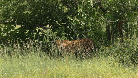 Vista-Escénica-De-Un-Solo-Leopardo-De-Pie-En-La-Hierba-Y-Los-árboles-Verdes-Altos,-Reserva-De-Juego-Sabi-Sands,-Sudáfrica,-Perfil-Estático