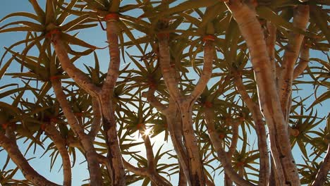árbol carcaj del cabo norte, sudáfrica
