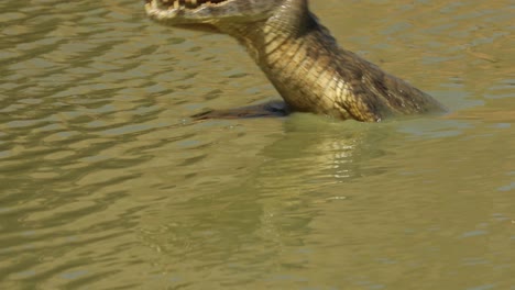 Ein-Yacare-Kaiman-Alligator-Taucht-Im-Wasser-Und-Greift-Beute-An---Zeitlupe