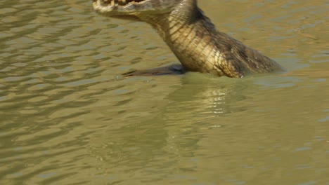 a yacare caiman alligator dives in the water attacking prey - slow motion