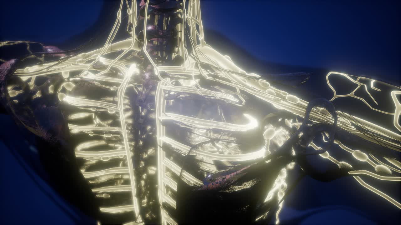 빛나는 혈관으로 된 인체