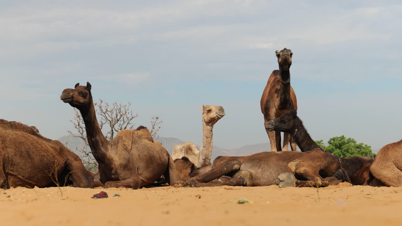 camellos en cámara lenta en la feria de pushkar, también llamada feria de camellos de pushkar o localmente como kartik mela es una feria anual de varios días de ganado y cultural que se celebra en la ciudad de pushkar rajasthan, india.