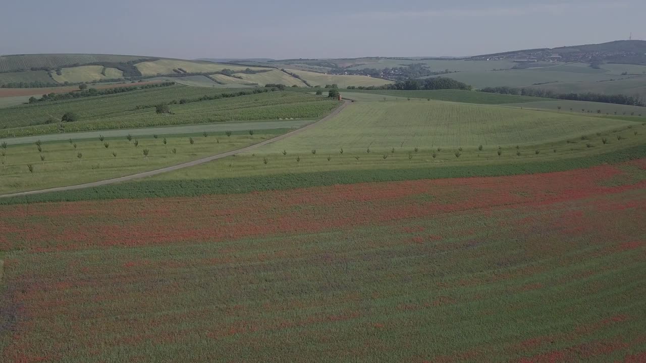 Flight over of blooming red poppy flowers fields in South Moravia hills, Czech Republic at spring. Original untouched LOG format.