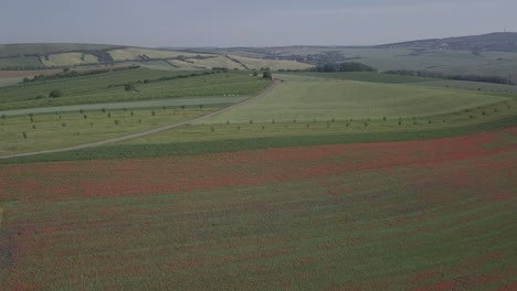flight over of blooming red poppy flowers fields in south moravia hills, czech republic at spring. original untouched log format.