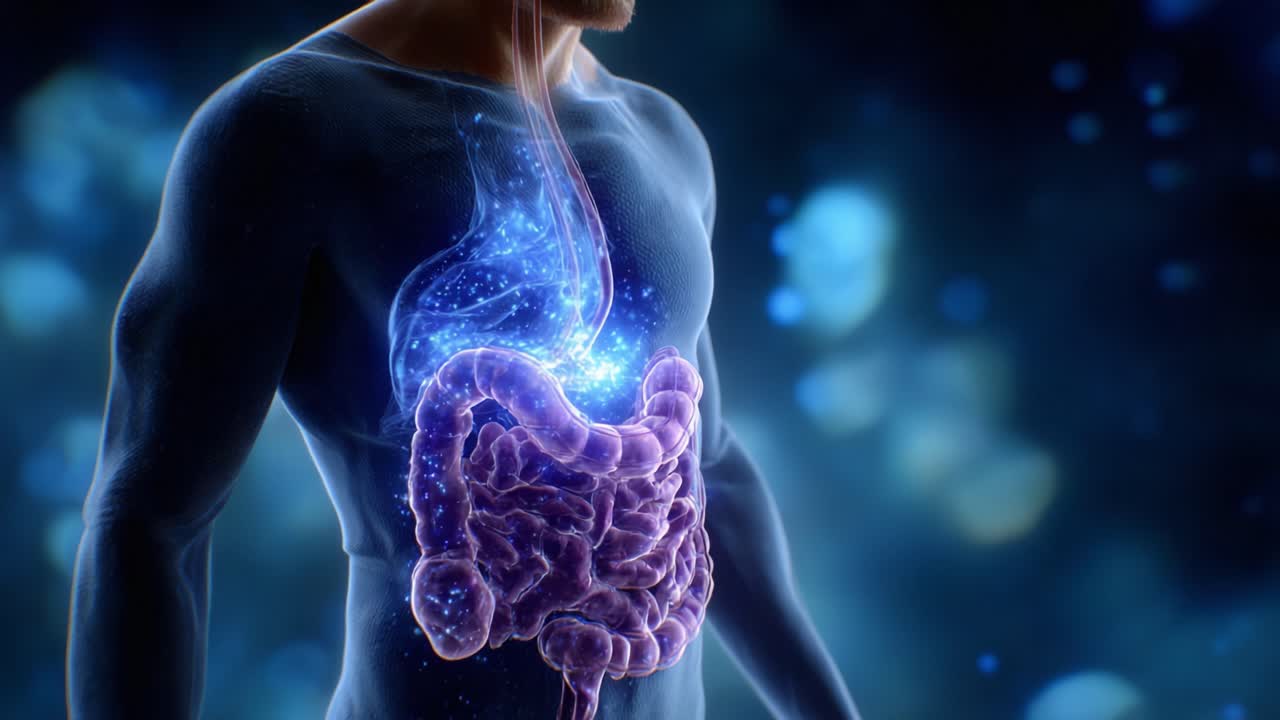 Visual Representation of the Human Digestive System Highlighting Its Functions and Processes Through Artistic Visualization