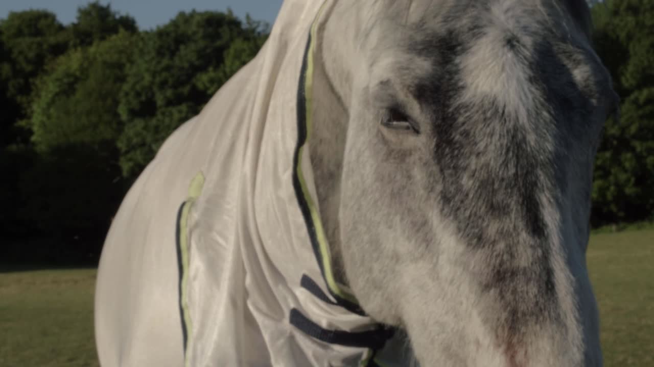 Grey horse portrait tilting medium shot