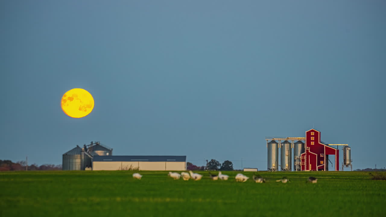 Timelapse of moon setting behind distant trees and grazing geese near open farmland and silos