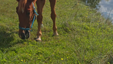 brown riding horse grazing