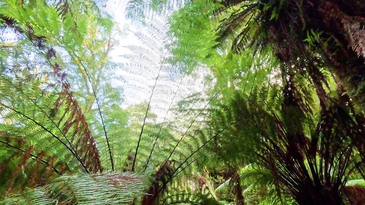 Lush green ferns under a bright sky