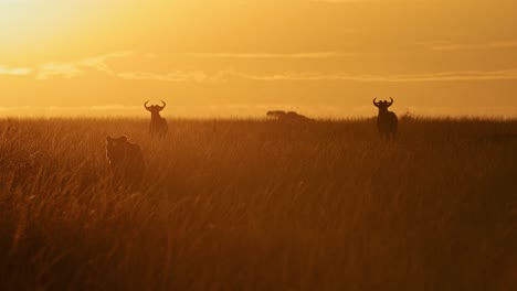 Zeitlupe-Der-Löwenjagd-In-Afrika,-Löwin-Auf-Der-Jagd-Nach-Gnus-Im-Orangefarbenen-Sonnenuntergang-In-Der-Savanne-Mit-Langen-Gräsern-In-Kenia,-Tiere-Der-Masai-Mara-Wildtiersafari,-Die-Bei-Sonnenaufgang-Umherstreifen