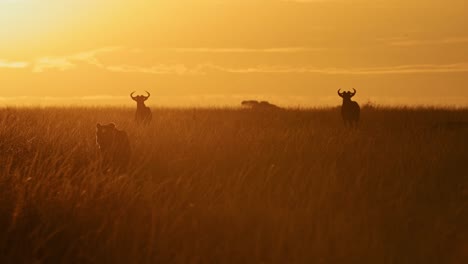 slow motion of lion hunting in africa, lioness on hunt for wildebeest in orange sunset in long grasses savanna in kenya, maasai mara wildlife safari animals, prowling stalking at sunrise