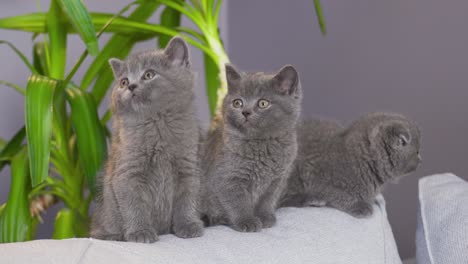los gatitos danzantes sacuden la cabeza.