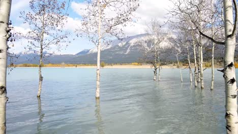 drone flying through birch trees in water at abraham lake