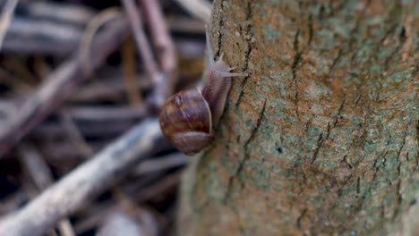 Nahaufnahme-Einer-Schnecke,-Die-Auf-Dem-Stamm-Eines-Baumes-Kriecht-1