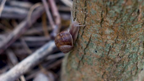 timelapse de primer plano de un caracol arrastrándose sobre el tallo de un árbol-1