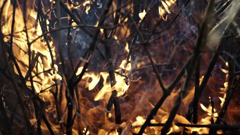 forest fire in close-up. the branches of shrubs and trees are burning and smoking. wildfires caused by arson or nature. shot on super slow motion camera 1000 fps.