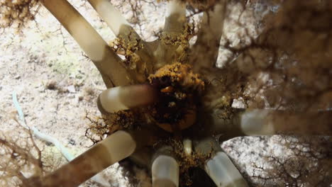 bizarre creature: magnum sea cucumber feeds by bending its ten tentacles one after the other into its mouth