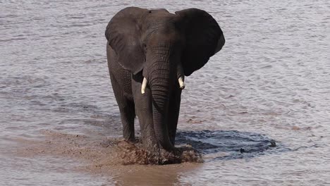 Breiter-Schuss-Eines-Großen-Afrikanischen-Elefantenbullen,-Der-Durch-Das-Seichte-Wasser-Im-Krüger-Nationalpark-Geht