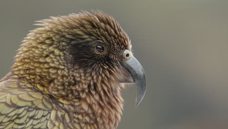 side view of an endangered kea parrot watching around in fiordland, new zealand