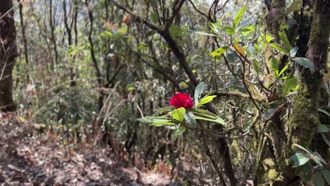 moving shot of red rhododendron flower in green forest.