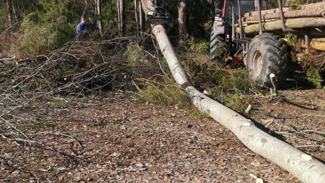 trabajador forestal con motosierra dando instrucciones para la carga de troncos en el remolque del tractor por un grappler