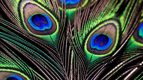 close-up of peacock feathers