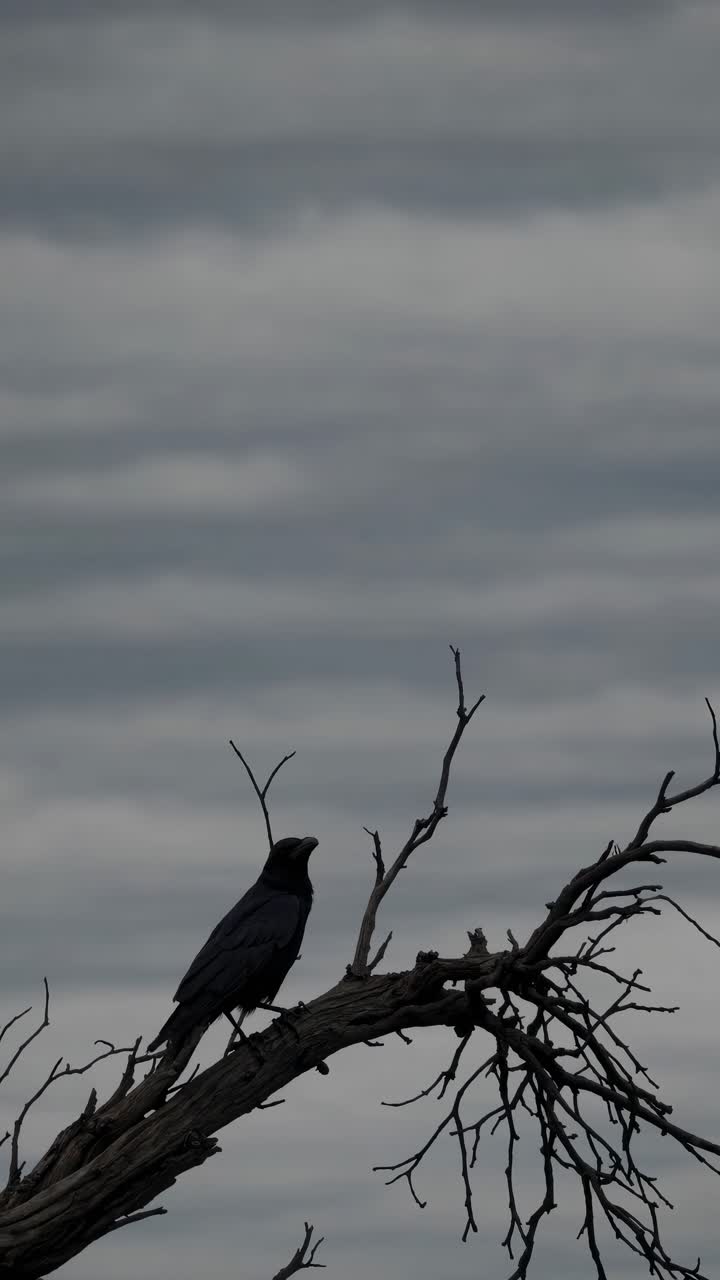 Silhouette of a crow perched on a gnarled branch against a cloudy sky, captured from a low angle