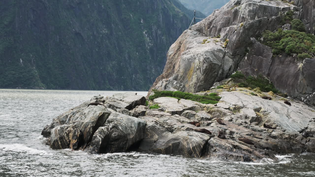 서서히 다가오는 바다 사자 들 이 큰 바위 위 에서  ⁇ 빛 을 받고 있다