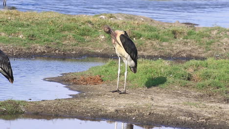 Two-Marabou-Storks-near-the-Chobe-River-on-a-sunny-day-in-Botswana