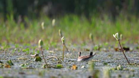 Jacana-De-Cola-De-Faisán-Joven-Alimentándose-En-Un-Estanque-De-Nenúfares