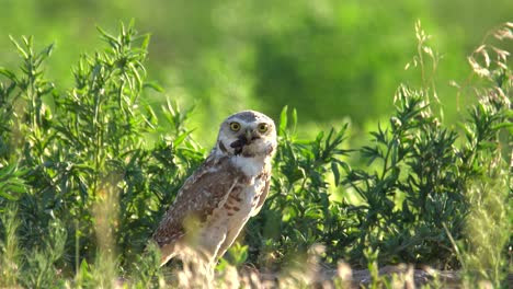 Erwachsener-Kaninchenkauz,-Der-Seine-Umgebung-Von-Seinem-Nest-Aus-Beobachtet