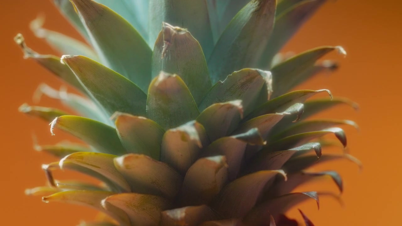 Close up of rotating pineapple leaves on orange background