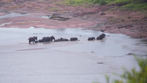 african elephant herd coming to muddy shore after crossing river