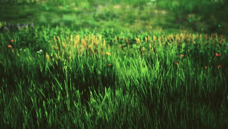 lush green grass with vibrant wildflowers in a serene outdoor setting