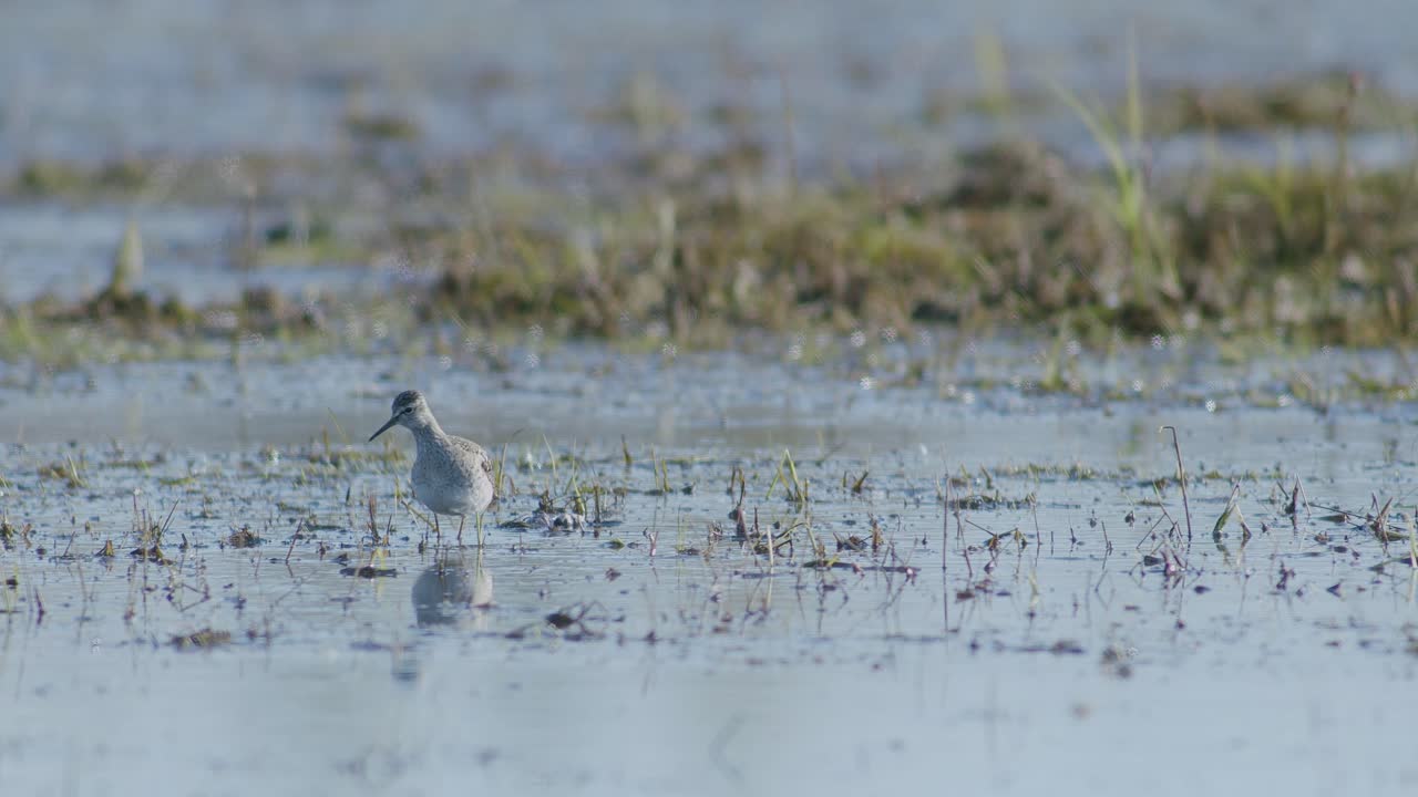 Common greenshank feeding in wetlands flooded meadow during spring migration