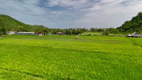 Exuberantes-Campos-De-Arroz-Verdes-En-Pantai-Lancing,-Lombok,-Con-Casas-Y-Colinas-Al-Fondo