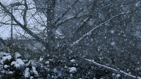 right to left panning beautiful footage of heavy, thick and white fluffy snow falling on a snow day in slow motion during a winter cloudy day. a large tree, fence and a house is in the background.