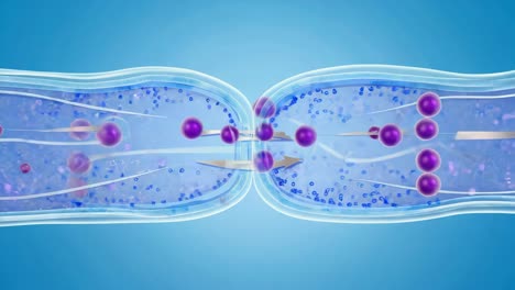 illustration of molecular transport and cellular exchange
