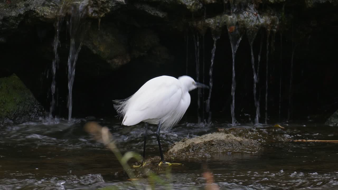 White Little Egret (Ardeidae Garzetta) drinking or nipping water on rapids of fast-flowing Yangjae Stream standing on the rock with small waterfall behind, wildlife in Seoul South Korea