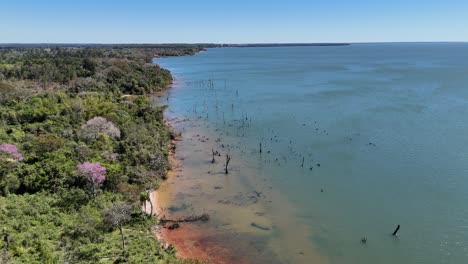 Abgestorbene-Bäume-Am-Ufer,-Vom-Parana-Fluss-überflutet,-ökologisches-Thema,-Luftaufnahme